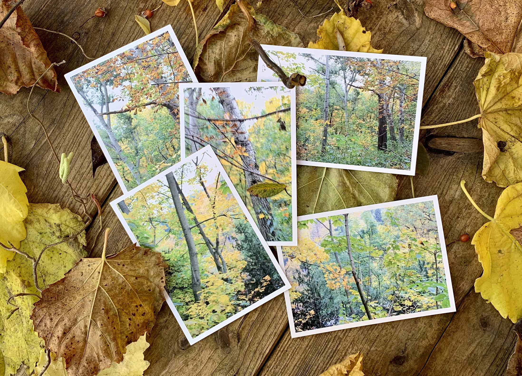 Fotokunst-Karten / Kunstpostkarten vom herbstlichen Volkspark Friedrichshain in Berlin. Kollektion mit fünf Karten mit herbstlicher Dekoration.